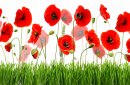 Red poppies and green grass  isolated on white