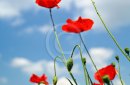 Several red poppies in the grass on a blue sky background