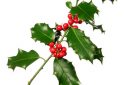 Holly branch with bright red berry isolated on white