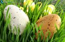 Easter eggs hidden in green grass for the French April holidays