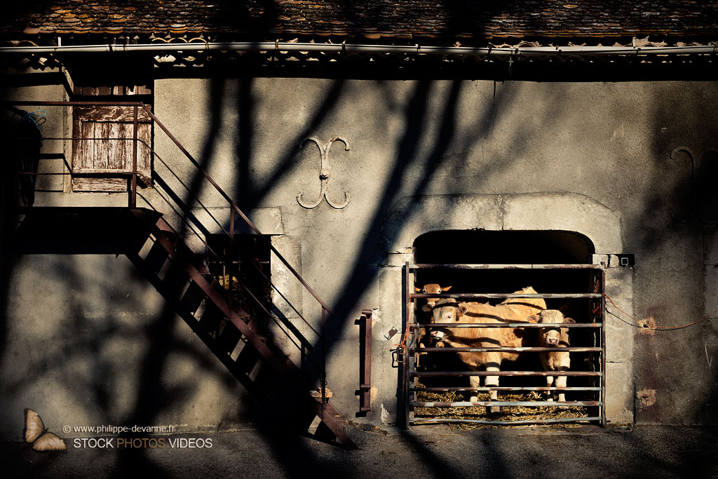 Ferme traditionnelle élevage