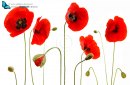 Red poppies isolated on white background