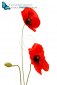 poppy flowers with bud isolated on white