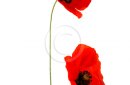 poppy flowers with bud isolated on white