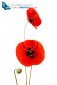 poppy flowers isolated on white in studio