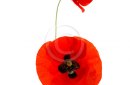 poppy flowers isolated on white in studio