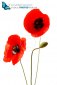 Red poppies isolated on white