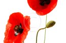 Red poppies isolated on white