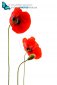 Studio shoot of red poppy flowers isolated on white