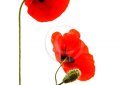 Studio shoot of red poppy flowers isolated on white