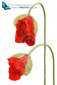 Two red poppy buds isolated on white