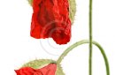 Two red poppy buds isolated on white