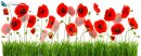 Red poppies and green grass  isolated on white