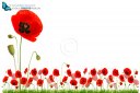 Red poppy flowers in grass isolated on white