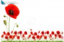 Red poppy flowers in grass isolated on white