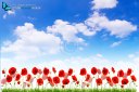 Several red poppies in grass on blue sky