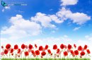 Several red poppies in grass on blue sky