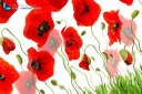 Multiple red poppies isolated on white with grass and buds