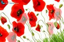 Multiple red poppies isolated on white with grass and buds