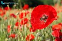 Fields of red poppies in spring