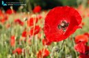 Fields of red poppies in spring