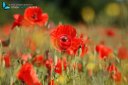 Fields of red poppies in the middle of wheat crops