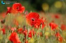 Fields of red poppies in the middle of wheat crops