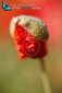 Macro closeup of a red poppy flower bud