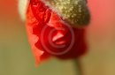 Macro closeup of a red poppy flower bud