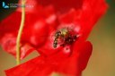 closeup of red poppy flowers with bee