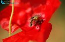 closeup of red poppy flowers with bee