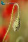 Macro closeup of red poppy flower bud