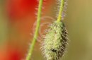 Macro closeup of red poppy flower bud