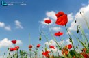 Several red poppies in grass on blue sky