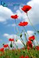Several red poppies in the grass on a blue sky background