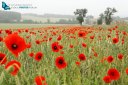 poppy field landscape