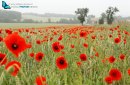 poppy field landscape