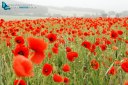 Field of poppies