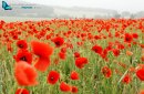 Field of poppies