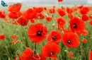 Poppy fields