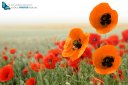 red and orange poppy flower fields