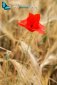 Red poppy in a wheat field