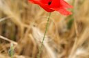 Red poppy in a wheat field