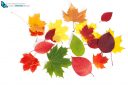 multicolored autumn leaves isolated on white background