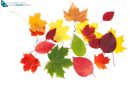multicolored autumn leaves isolated on white background