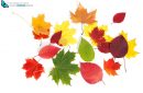 multicolored autumn leaves isolated on white background