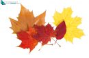 Red and yellow autumn leaves isolated on white background