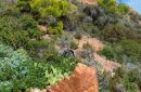 Provence, massif de l'Esterel