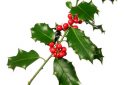 Holly branch with bright red berry isolated on white