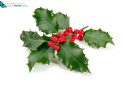 holly with bright red berry isolated on white